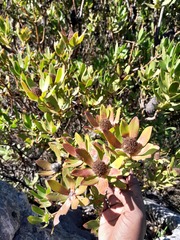 Leucadendron strobilinum