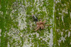 Tachypompilus analis