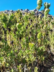 Leucadendron strobilinum