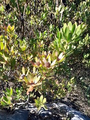 Leucadendron strobilinum