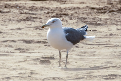 Larus fuscus