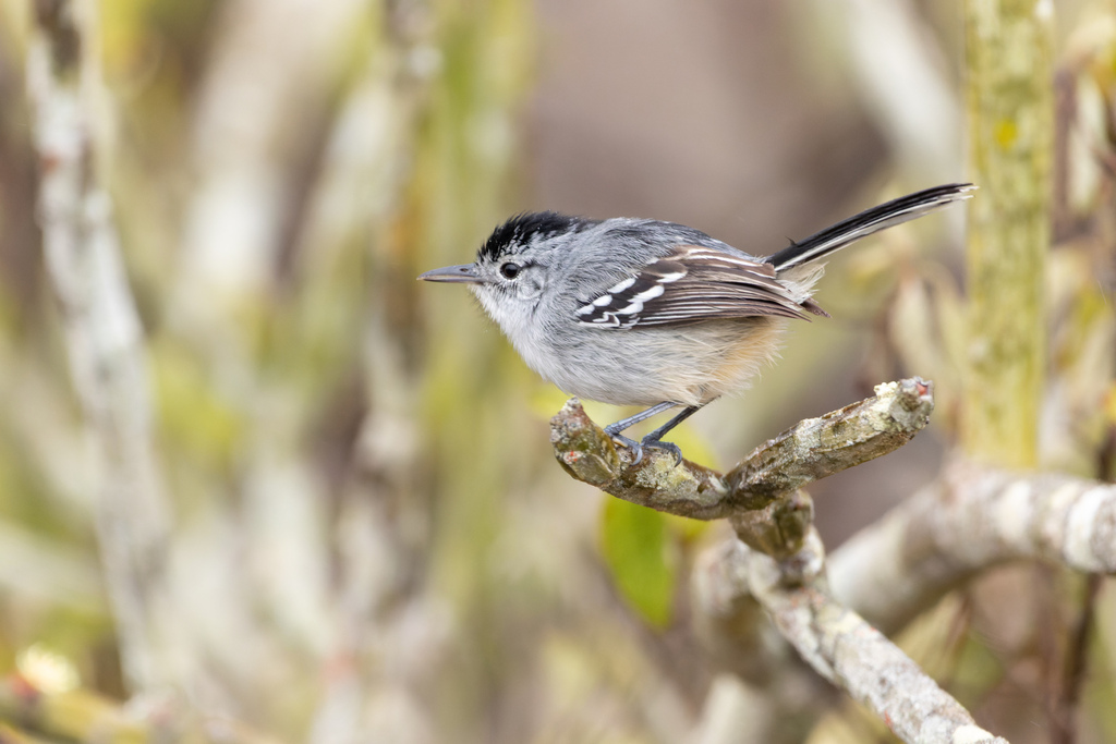 Caatinga Antwren photo