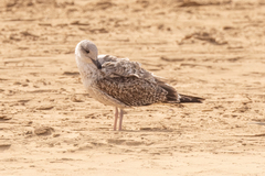 Larus fuscus
