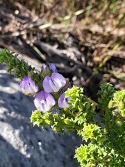 Psoralea aculeata