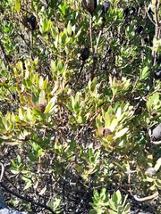 Leucadendron strobilinum