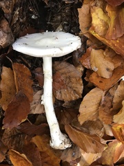Amanita citrina