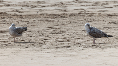 Larus fuscus