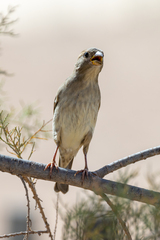 Passer domesticus