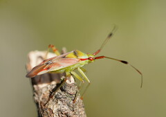 Pseudopantilius australis
