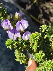 Psoralea aculeata