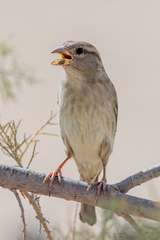 Passer domesticus