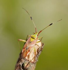 Pseudopantilius australis