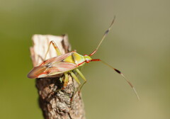 Pseudopantilius australis
