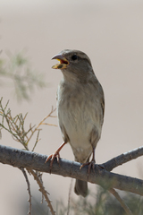 Passer domesticus