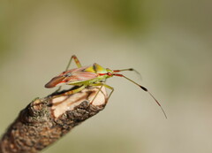 Pseudopantilius australis