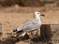 Ichthyaetus audouinii