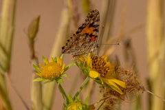 Vanessa cardui
