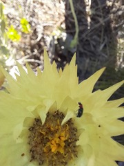 Syncarpha speciosissima