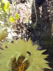 Syncarpha speciosissima