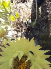 Syncarpha speciosissima