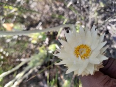 Syncarpha speciosissima