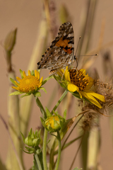 Vanessa cardui