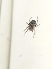 Araneinae