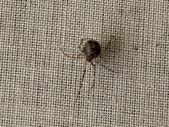 Cryptachaea blattea