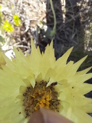 Syncarpha speciosissima