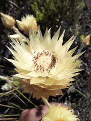 Syncarpha speciosissima