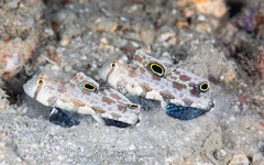 Signigobius biocellatus