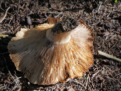 Russula delica