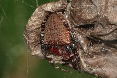 Cyrtophora unicolor