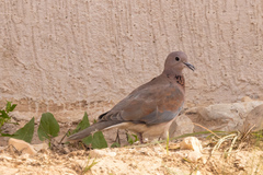 Streptopelia senegalensis