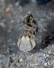 Signigobius biocellatus