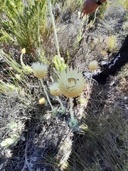 Syncarpha speciosissima