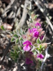 Indigofera glomerata
