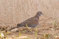 Streptopelia senegalensis