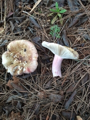 Russula torulosa