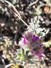 Indigofera glomerata