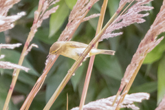Phylloscopus trochilus