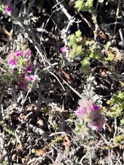 Indigofera glomerata