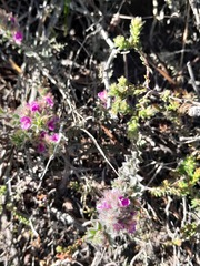 Indigofera glomerata