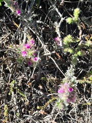 Indigofera glomerata