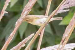 Phylloscopus trochilus