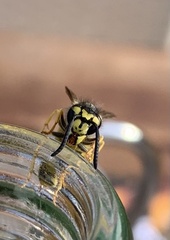 Vespula germanica