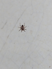 Araneinae