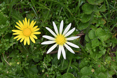 Arctotheca prostrata