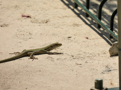 Podarcis siculus siculus