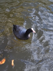 Fulica atra